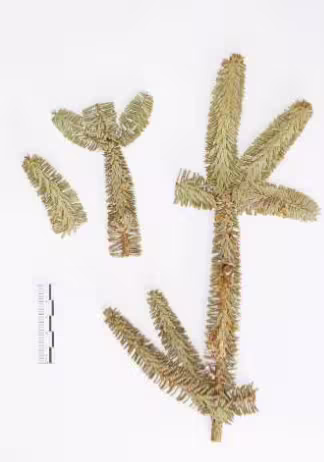abies_pinsapo