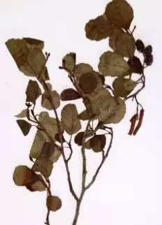alnus_glutinosa