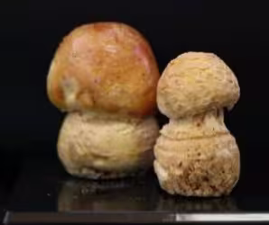 amanita_muscaria