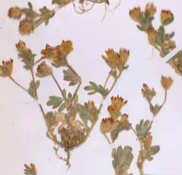 anthyllis_lotoides