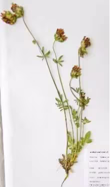 anthyllis_vulneraria