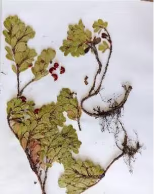 arctostaphylos_uva_ursi