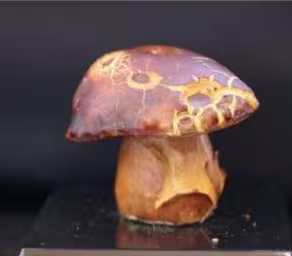 boletus_aereus