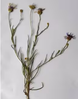 centaurea_cyanus