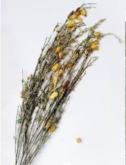 cytisus_striatus