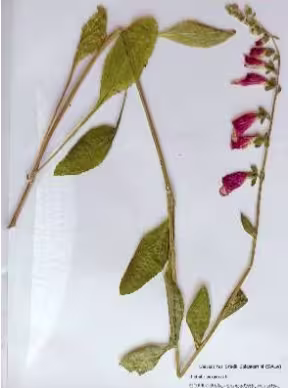 digitalis_purpurea