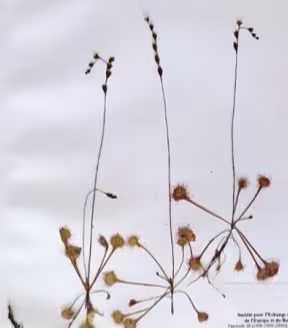 drosera_rotundifolia