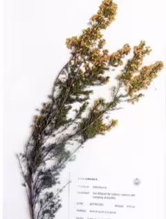 erica_arborea