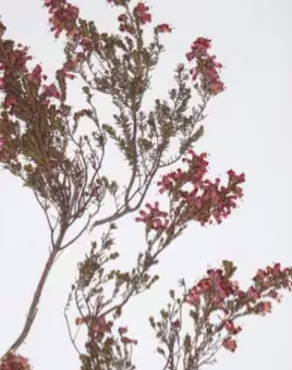 erica_australis