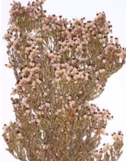 erica_umbellata