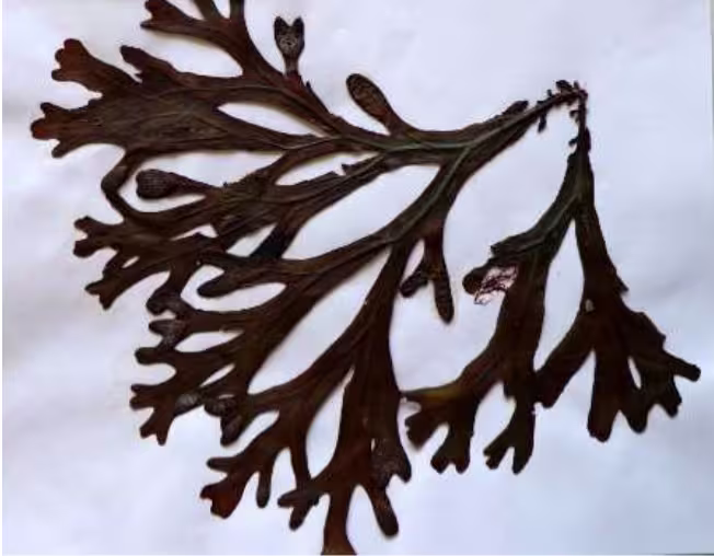 fucus_vesiculosus