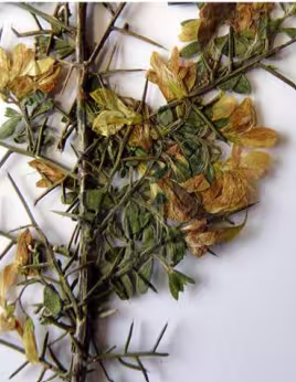 genista_falcata