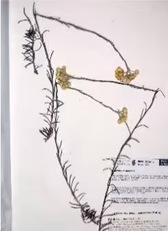 helichrysum_stoechas