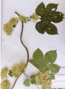 humulus_lupulus