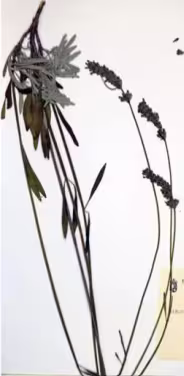 lavandula_latifolia