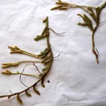 lycopodium_clavatum
