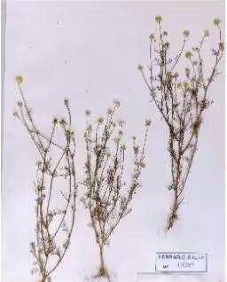 matricaria_recutita