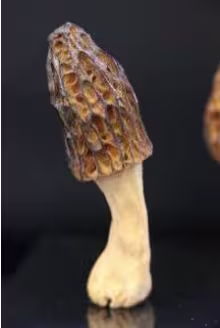 morchella_elata
