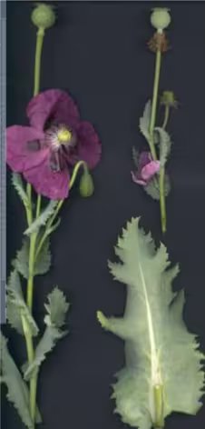 papaver_somniferum
