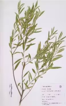 phyllirea_angustifolia