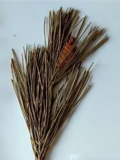 pinus_pinaster