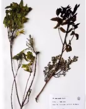 pistacea_terebinthus