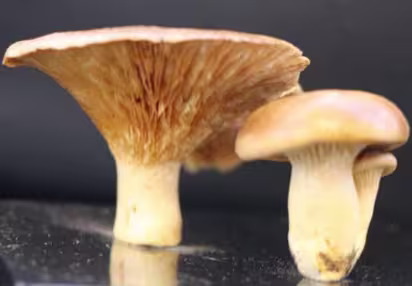 pleurotus_eryngii