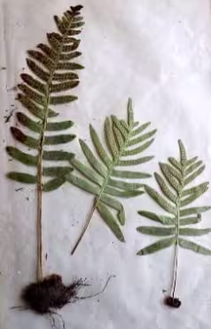 polypodium_vulgare