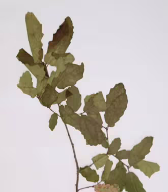 quercus_faginea