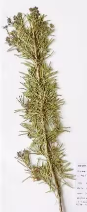 rosmarinus_officinalis