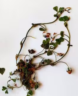 trifolium_subterraneum
